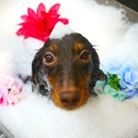 【本店】2019年6月7日のワンちゃん達♪