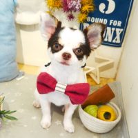 【本店】2019年6月8日のワンちゃん達♪