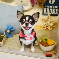 【本店】2019年6月9日のワンちゃん達♪