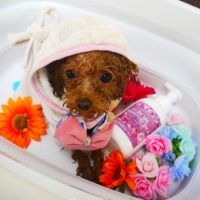 【本店】2019年6月10日のワンちゃん達♪