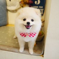 【本店】2019年6月14日のワンちゃん達♪