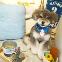 【本店】2019年6月15日のワンちゃん達♪