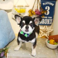 【本店】2019年6月16日のワンちゃん達♪