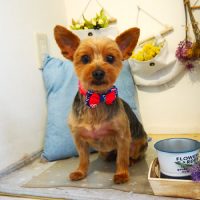 【本店】2019年6月17日のワンちゃん達♪