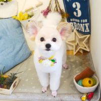 【本店】2019年6月19日のワンちゃん達♪