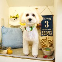 【本店】2019年6月20日のワンちゃん達♪