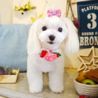 【本店】2019年6月21日のワンちゃん達♪