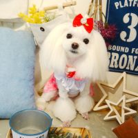 【本店】2019年6月22日のワンちゃん達♪