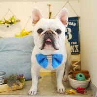 【本店】2019年6月23日のワンちゃん達♪