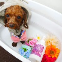 【本店】2019年6月24日のワンちゃん達♪