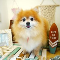 【本店】2019年6月26日のワンちゃん達♪