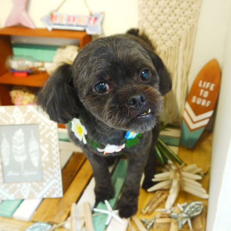 【本店】2019年06月30日のワンちゃん達♪