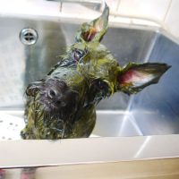 【本店】2019年7月1日のワンちゃん達♪