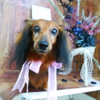 【山手店】2019年6月1日のワンちゃん達♪