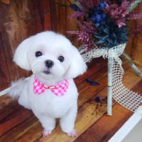 【山手店】2019年6月2日のワンちゃん達♪