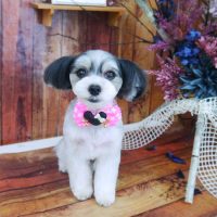 【山手店】2019年6月3日のワンちゃん達♪