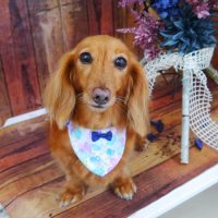 【山手店】2019年6月6日のワンちゃん達♪