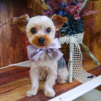 【山手店】2019年6月7日のワンちゃん達♪