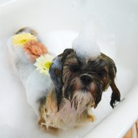 【山手店】2019年6月8日のワンちゃん達♪