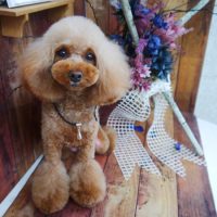 【山手店】2019年6月9日のワンちゃん達♪