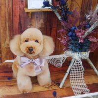 【山手店】2019年6月10日のワンちゃん達♪