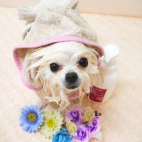 【山手店】2019年6月13日のワンちゃん達♪