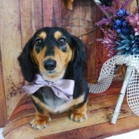 【山手店】2019年6月14日のワンちゃん達♪