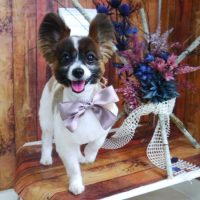 【山手店】2019年6月15日のワンちゃん達♪