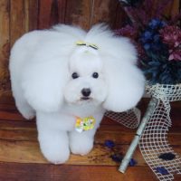 【山手店】2019年6月16日のワンちゃん達♪