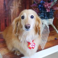 【山手店】2019年6月17日のワンちゃん達♪