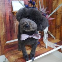 【山手店】2019年6月20日のワンちゃん達♪