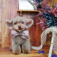 【山手店】2019年6月21日のワンちゃん達♪