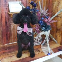 【山手店】2019年6月22日のワンちゃん達♪