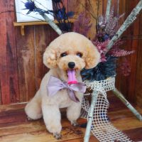 【山手店】2019年6月23日のワンちゃん達♪