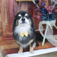 【山手店】2019年6月24日のワンちゃん達♪