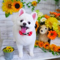 【山手店】2019年6月26日のワンちゃん達♪