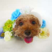 【山手店】2019年6月27日のワンちゃん達♪