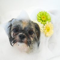 【山手店】2019年6月28日のワンちゃん達♪