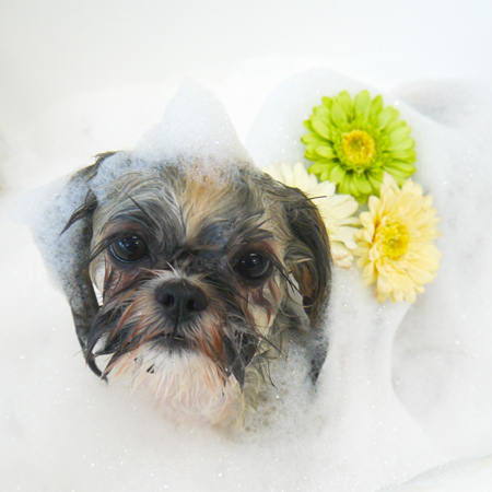 【山手店】2019年6月28日のワンちゃん達♪