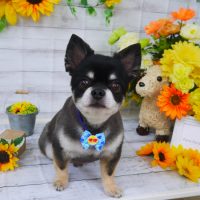 【山手店】2019年6月29日のワンちゃん達♪