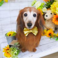 【山手店】2019年6月30日のワンちゃん達♪