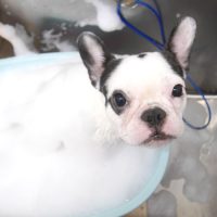 【池下店】2019年6月2日のワンちゃん達♪