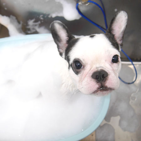 【池下店】2019年6月2日のワンちゃん達♪