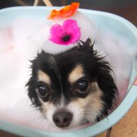 【池下店】2019年6月6日のワンちゃん達♪