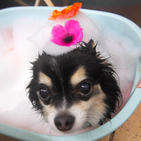 【池下店】2019年6月6日のワンちゃん達♪