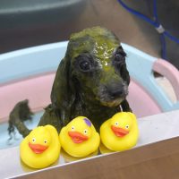 【池下店】2019年6月7日のワンちゃん達♪