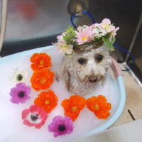 【池下店】2019年6月8日のワンちゃん達♪