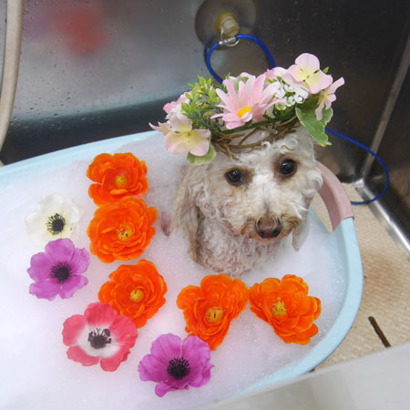 【池下店】2019年6月8日のワンちゃん達♪