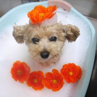 【池下店】2019年6月9日のワンちゃん達♪