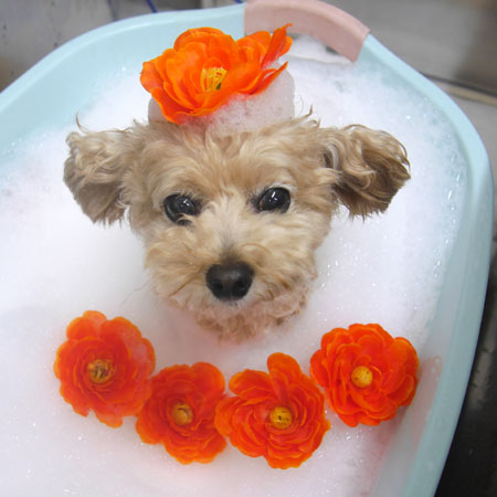 【池下店】2019年6月9日のワンちゃん達♪